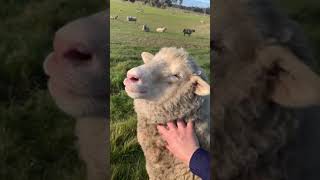 The cutest sheep video ever  Babybelle [upl. by Amluz335]