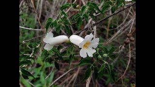 Amphilophium carolinae  Peine de mono  Trompetita de venus  flora argentina  Bignonia carolinae [upl. by Reniti]