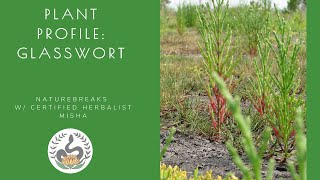 Plant Profile Glasswort Salicornia Edible and Medicinal Plants of Florida [upl. by Tyler]