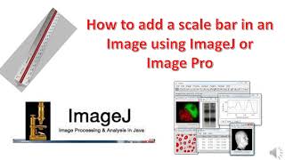 How to add a scalebar to an image in ImageJ or ImagePro [upl. by Thun]