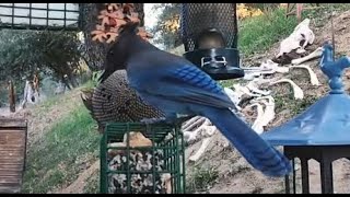 Woodshed Breakfast🐦11 Species LIVE STREAM REPLAY Descanso CA California Mountain Bird Feeder [upl. by Novak]