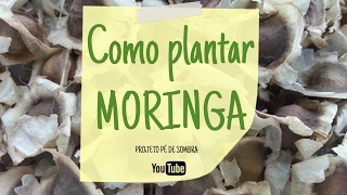 Como Plantar MORINGA  Moringa Oleifera [upl. by Yroffej]