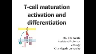 T cell maturation activation and differentiation [upl. by Kampmeier]