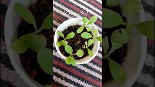 Grow Stock Flower Plants from seeds stockflowers Matthiola gardening shorts [upl. by Tjader]