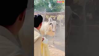 Dhani Bull bakraeid2024 unfreezmypage foryoupageviralシ゚ bhattachowkmandi fatehjangibulls [upl. by Sadie997]