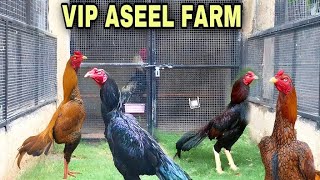 my VIP aseel farm information [upl. by Tifanie]