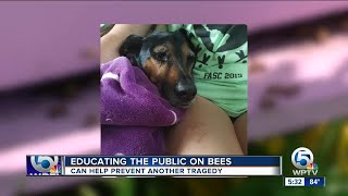 Educating the public about bees after dog attacked [upl. by Ahsiri]