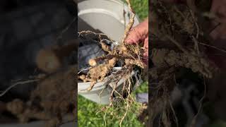 Holy nematodes on tomato plants ￼ [upl. by Nuyh]