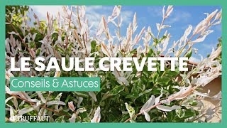 Cultiver un saule crevette  Truffaut [upl. by Nirb]