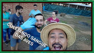 Vlog 168  Exames nas Aves Aquáticas com sitioxavier JV e equipe  Okiama No Sítio [upl. by Oiramad]