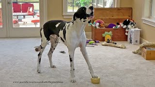 Howling Harlequin Great Dane Will Make You Laugh [upl. by Annaiek]