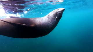 Spearfishing Otago Harbour [upl. by Akcirred481]