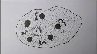 Entamoeba histolytica trophic view Biology drawing [upl. by Renaldo]