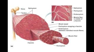 Chapter 92 Skeletal Muscle Anatomy BIO201 [upl. by Ailehpo673]