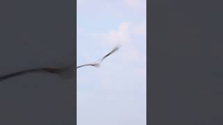 Osprey taking off near Brazoria Wildlife Refuge [upl. by Lanaj]