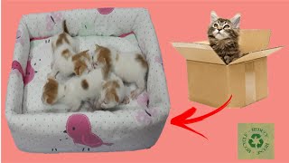 DIY CAT BED FOR MY NEW BORN KITTENS  khim diy [upl. by Stavros]