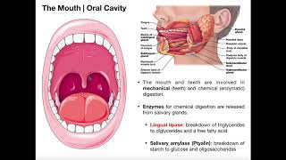 Anatomy amp Physiology of the Oral Cavity amp Pharynx [upl. by Cindy]