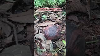 Bunga Raflesia Langka Yang di Temukan di Hutan Sumatera Barat fyp bungarafflesia hutan funny [upl. by Aliuqa796]