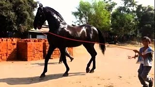 indian Marwadi horse [upl. by Marquita61]