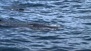 Isla Holbox  Whale Shark Island [upl. by Oberg578]