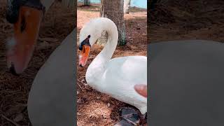 Air Petting Cute Swan 🦢 swans wildbird [upl. by Eseerahs]