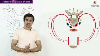 POSTERIOR INTERCOSTAL ARTERY  Gross Anatomy animations [upl. by Adnohsar]