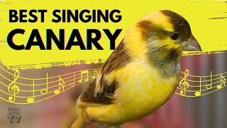 Canary Singing birds sounds at its best  Melodies Canary Bird song  Training Video [upl. by Zelde]