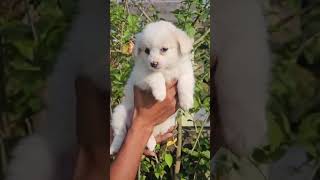 Culture Spitz LOWEST PRICE PUP indianspitz lhasamix cutepuppy spitz pomeranian Fluffypuppies [upl. by Hutt]