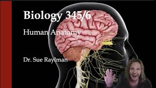 Explaining CNS lab terms [upl. by Ronna]