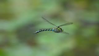 Southern Hawker dragonfly Titchfield Haven Hampshire UK [upl. by Georgena567]