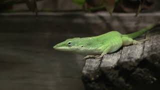 A Moment With Green Anoles [upl. by Garrek]