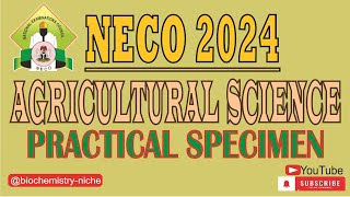 NECO 2024 AGRICULTURAL SCIENCE PRACTICAL SPECIMENS [upl. by Euqimod]