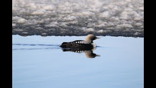 Birding Alaska Utqiagvik—The High Arctic Eiders Snowy Owls Arctic Fox [upl. by Albin]