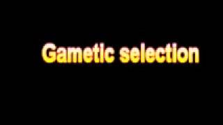 What Is The Definition Of Gametic selection  Medical Dictionary Free Online Terms [upl. by Saqaw]