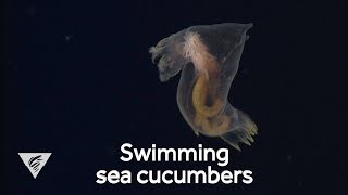 Weird and Wonderful Swimming sea cucumbers [upl. by Sallyann]