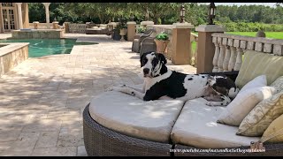 Harlequin Great Dane Enjoys Dog Days Of Summer In Florida [upl. by Sheffy]