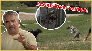 I meet an Aggressive Pitbull  Cesar 911 [upl. by Dnaloy]