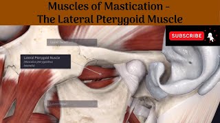 Lateral Pterygoid muscle  Origin  Insertion  Nerve Supply  Actions  Relations [upl. by Kotto]