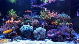 Sunday Night Reef Tank Chill amp Chat  20241127 [upl. by Elletsyrc145]