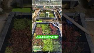 ALLELOPATHY IN THE FRESHWATER PLANTED AQUARIUM [upl. by Alexandrina489]