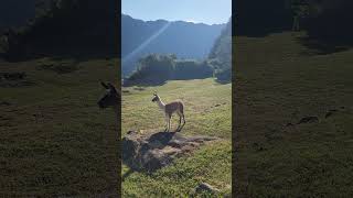 Machu Picchu relaxing nature travel jalanjalan peru machupicchu healing [upl. by Prussian998]