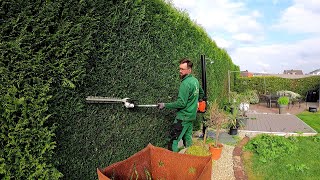 PRUNING a LARGE and LONG hedge of Coniferous THUJA [upl. by Orlina794]