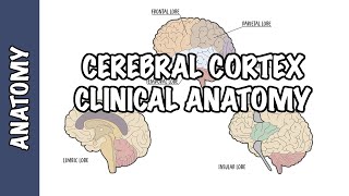 Clinical Anatomy  Cerebral Cortex lobes injury and clinical signs [upl. by Kant933]