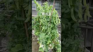 Snow pea cultivation snowpeas rurallife gardening garden vegetables agriculture lifestyle [upl. by Amlus]