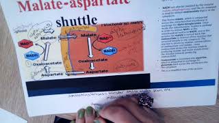 Video 6 Malate Aspartate Shuttle [upl. by Notlehs899]