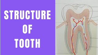 Structure of tooth  parts of tooth  internal structure of tooth  tooth diagram labelled [upl. by Nosredneh]