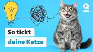 Katzensprache So verstehst du deine Katze besser  Quarks [upl. by Fermin845]