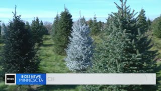 Minnesota Christmas tree farms prep for big weekend opening [upl. by Lightman]