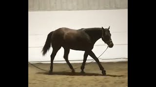 DGS Ohhh Dat Fudge  2020 Bay AQHA Filly  iFiesta Fudge x DGS Artastic  Video 112021 [upl. by Ellie643]