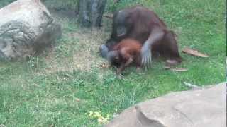 Орангутан Orangutan Moscow Zoo [upl. by Si]